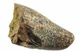 Juvenile Dinosaur (Tyrannosaurus rex) Tooth - Wyoming #299748-1